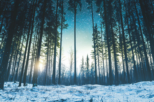 snow-covered Finnish forest with northern lights overhead, silhouetted pine trees