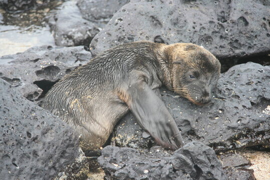Sealion - Seel&ouml;we - Seehund - Jungtier - nass