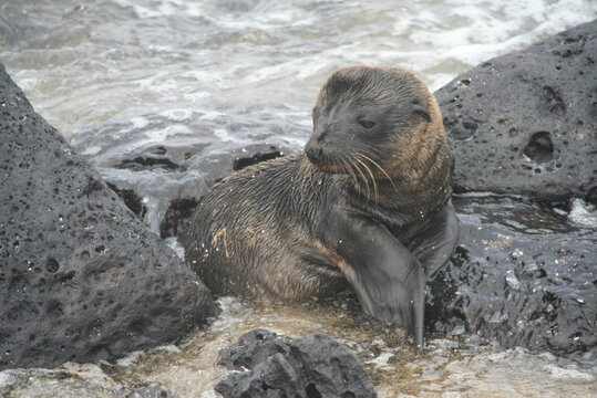 Sealion - Seel&ouml;we - Seehund - Jungtier - nass
