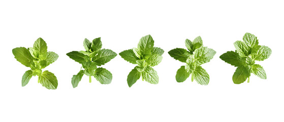 Fototapeta premium Pack of Herb Against Transparent Background for Natural Remedies, Wellness Branding, or Herbal Product Design Projects