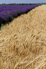 Landscape in Moldova with fields of ripe wheat and lavender against a blue sky.