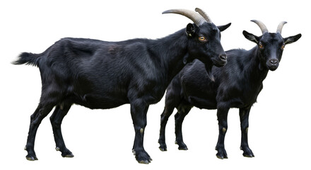 Two Black Goats Standing isolated on transparent background, Goats PNG
