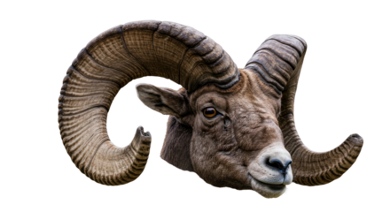 Markhor Goat Head isolated, Cutout 