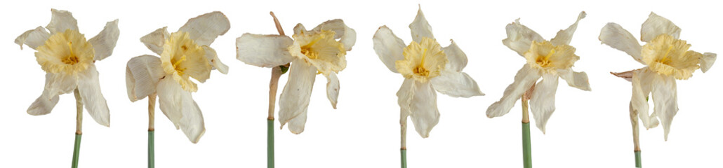 Collection of dried narcissus flowers isolated on transparent background.  © paulmalaianu
