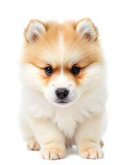 Obraz premium Portrait of Furry Samoyed Puppy isolated on White background, front view