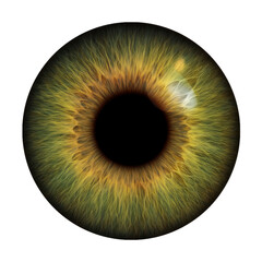 Green EYE COLORS Blue green hazel brown yellow grey full iris and pupil with reflection realistic real photo 5