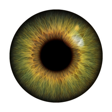 Green EYE COLORS Blue green hazel brown yellow grey full iris and pupil with reflection realistic real photo 5