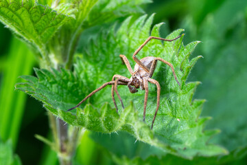 Pisaure admirable (Pisaura mirabilis) sur feuille, araignée en milieu naturel