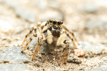 Araignée arlequin (Salticus scenicus) sur pierre, araignée sauteuse en milieu minéral