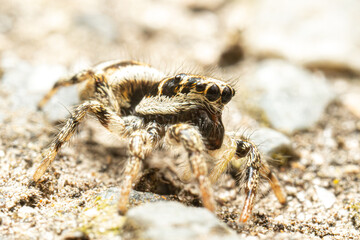 Araignée arlequin (Salticus scenicus) sur pierre, araignée sauteuse en milieu minéral