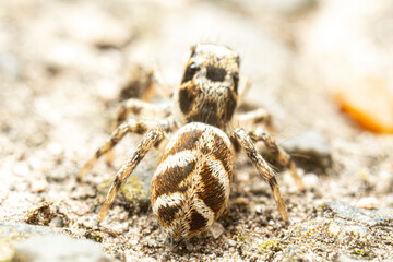 Araignée arlequin (Salticus scenicus) sur pierre, araignée sauteuse en milieu minéral
