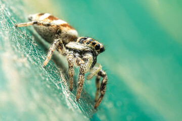 Araignée arlequin (Salticus scenicus) sur mobilier urbain vert turquoise