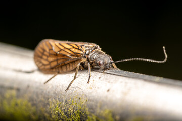 Sialis lutaria, insecte aquatique sur mobilier urbain, mégaloptère en milieu artificiel