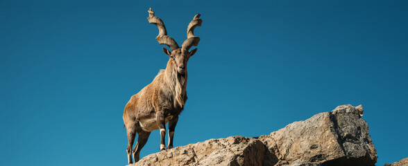 Markhor, Capra falconeri, wild goat standing In top Of Rock,  Karakoram and the Himalayas standing on rock on blue sky background. Males have tightly curled,