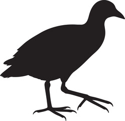 Gallinule Silhouette Vector Illustration