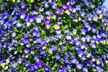 A colorful display of wild pansies with purple and yellow flowers thriving amidst lush green foliage, creating a vibrant scene.