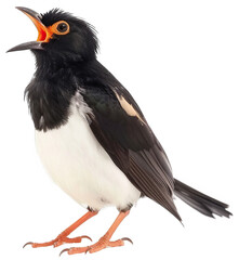 Myna Bird Mimicking Grand Opera in Isolated Setting With Striking Features