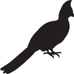 Fototapeta premium Violet Turaco silhouette on white background