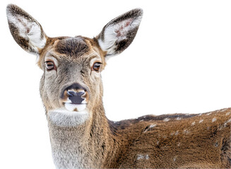 Mysterious Deer With Luminescent Eyes on Isolated Background
