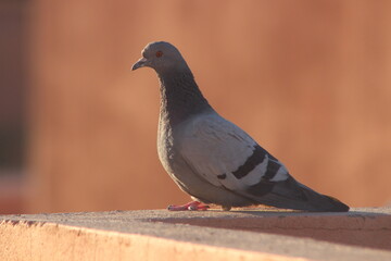 A close-up shot of a rock dove or rock pigeon