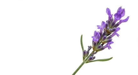 Fototapeta premium Lavender Sprig Isolated on White - Single lavender sprig, purple flowers, green stem, isolated, white background. Symbolizing serenity, purity, tranquility, remembrance, and healing