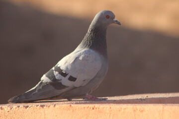A close-up shot of a rock dove or rock pigeon