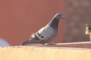A close-up shot of a rock dove or rock pigeon