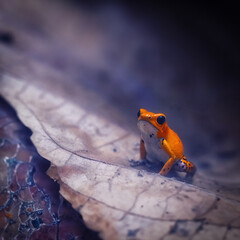 little orange frog on a leaf 