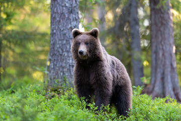 Obraz premium Brown bear (ursus arctos) in the forest scenery