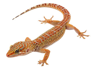 Colorful Gecko Lizard with Vibrant Orange and Green Patterns