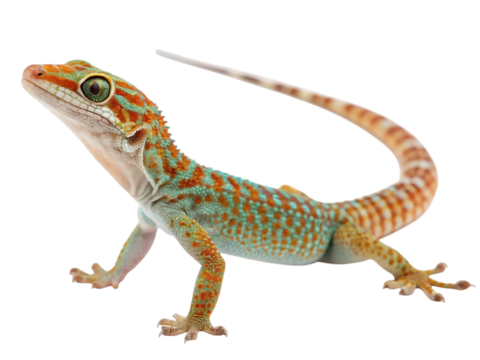 Colorful Gecko Lizard with Vibrant Orange and Green Patterns