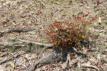 Close-up shot of a small green plant with distinctive reddish-edged leaves sprouting from a weathered tree stump amid dry grass and scattered fallen leaves.