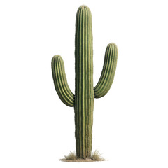 Striking vibrant green ribbed columnar desert cactus specimen displaying its distinctive upward-curving arms.
