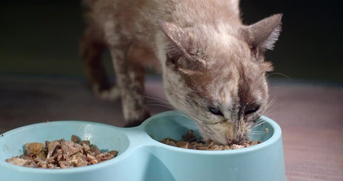 Brown and white cat eating food on a blue tray.The cat is eating food on a tray.Cats eat a mixture of pellets and fish meat and jelly.Cat eats canned food.