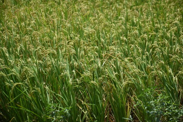 Divided Cropland in a Rural Landscape: Harvested Stubble Adjacent to Standing Crops with a Row of Trees Under a Clear Sky