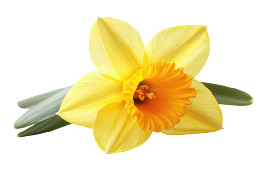 A vibrant yellow daffodil blooms symbolizing spring s arrival and new beginnings isolated on white