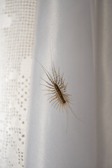 House centipede crawling on white curtain. Close-up of a house centipede (Scutigera coleoptrata) climbing a white curtain indoors, showcasing its many legs and antennae.

