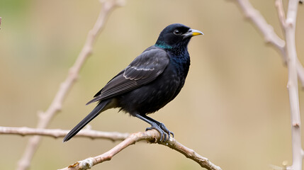 Obraz premium Amsel (Turdus merula) Weibchen