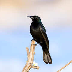 Obraz premium Eurasian blackbird aka The common blackbird