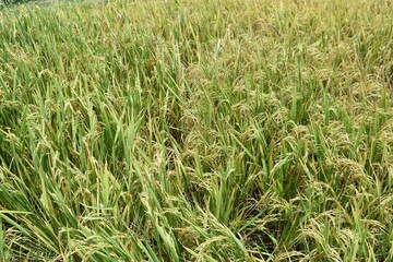 Divided Cropland in a Rural Landscape: Harvested Stubble Adjacent to Standing Crops with a Row of Trees Under a Clear Sky