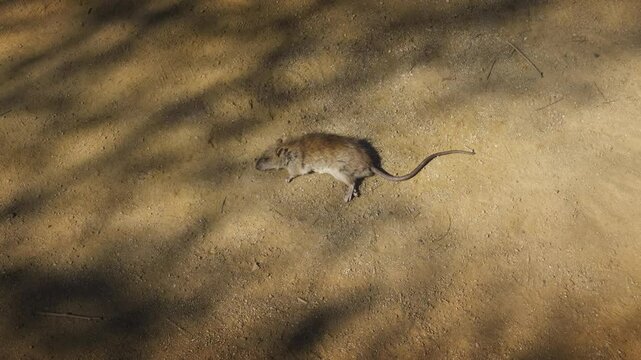 A lifeless rodent on a strip of pavement near a Barcelona city beach. Rats are a public health problem, spreading various diseases. High quality 4k footage