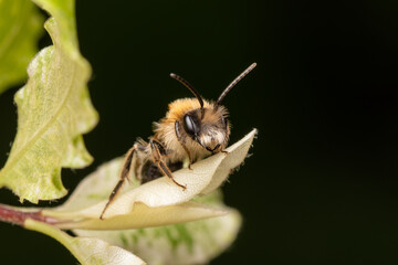 Andrena nitida (abeille solitaire) sur une feuille, prise en macro
