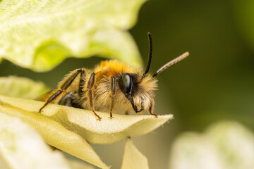 Andrena nitida (abeille solitaire) sur une feuille, prise en macro