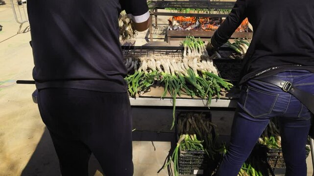 Onion Festival in Barcelona. Cal&ccedil;ots are a variety of green onion with a sweet and mild flavour, grown mainly in Catalonia. High quality 4k footage