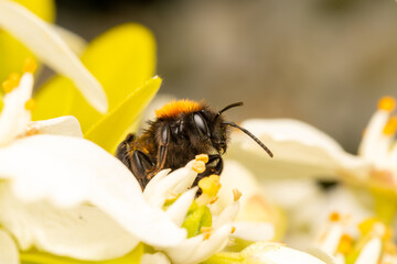 Abeille rousse femelle (Andrena fulva) butinant une fleur blanche au printemps