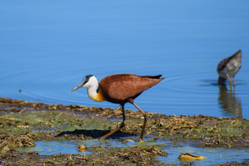 African Jacana