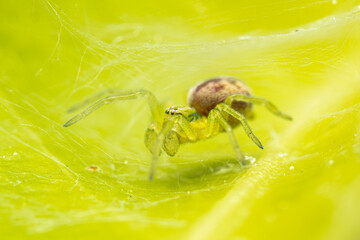Nigma walckenaeri (araignée) sur une feuille, prise en macro