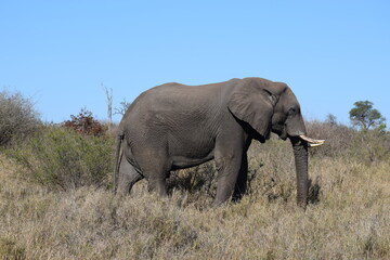 Fototapeta premium Elephant walking through grassland field. Savannah 