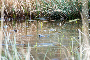 Grenouille verte (Pelophylax spec.) dans une zone humide naturelle au printemps
