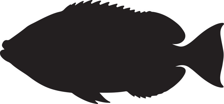 Harlequin Tuskfish Vector Silhouette